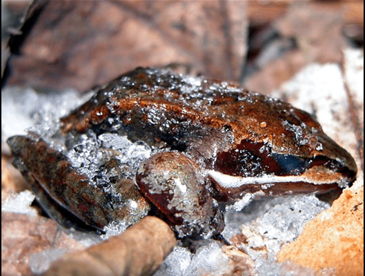 frozen frog