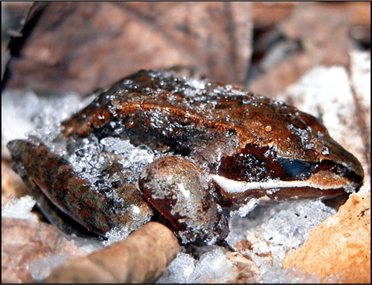 frozen frog